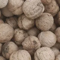 گردو درجه یک سپیدان مغز سفید بدون خرابی عالی|عمده‌فروشی|شیراز, گویم|دیوار