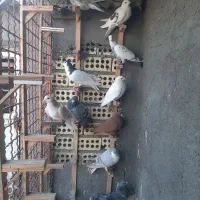 ۱۱عددصیدهمه پرشی|حیوانات|مشهد, عبادی|دیوار