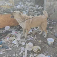 سگ نگهبان|سگ|اراک, |دیوار