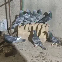 کبوتر