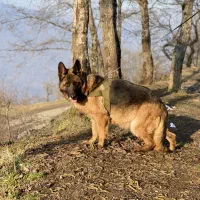 ژرمن شپرد ماده