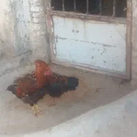 خروس|حیوانات مزرعه|بروجرد, |دیوار