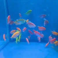 انواع ماهیان زینتی