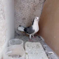 دمگیر ماده دستگردی|پرنده|اصفهان, خیادان|دیوار