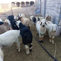 بره زنده همراه قصاب در محل