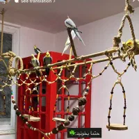 تاب معلق پرندگان