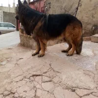 واگذاری|سگ|مسجد سلیمان, |دیوار