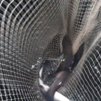 فروش ماهی قزل الا در صورت عمده و تکی