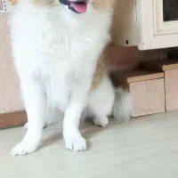 توله سگ 6 ماه|سگ|خاوران, |دیوار