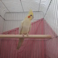 پرنده فروشی|پرنده|ماهدشت, |دیوار