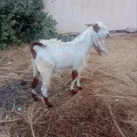 نری گلابی و چپشت