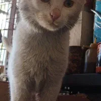 واگذاری گربه