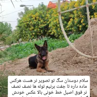 ژرمن آلمانی