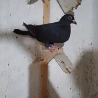 کبوتر سیاه ۵۰۰