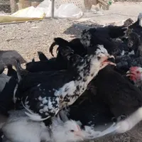 جوجه مرغ و بوقلمون