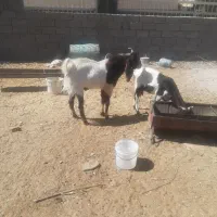 نر بز افغان اصل