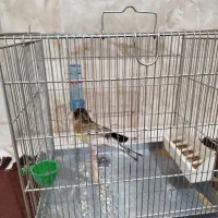 سهره قناری دهن لر