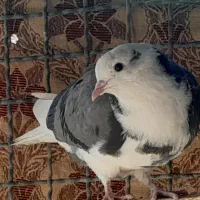 کبوتر گمشده