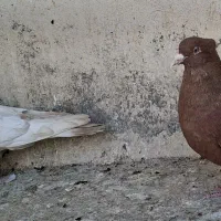 کبوتررنگی|پرنده|قم, کلهری|دیوار