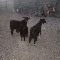 فروش شیشک قوچی و بز|حیوانات مزرعه|سرایان, |دیوار