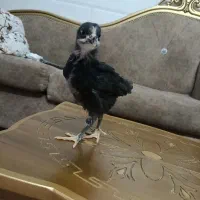 تخم مرغ نطفه دار ابریشمی وجوجه رسمی دوماهه|حیوانات مزرعه|قم, حاج خلیل|دیوار