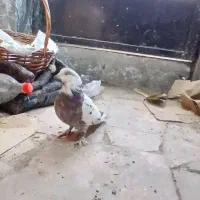 دوعدد کفتر پاچکمه ماده