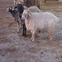 دو عدد قوچ|حیوانات مزرعه|گرمخان, |دیوار