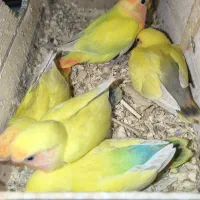 کوتوله طوطی برزیلی