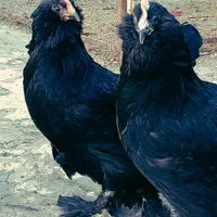 تخم مرغ نطفه دار نژاد مرندی|حیوانات مزرعه|نجفآباد, گلدشت|دیوار