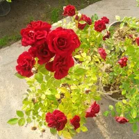 گل همیشه گلدار ماندگار پروین۸۰|حراج|بروجرد, |دیوار