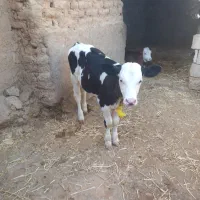 گوساله نر سه ماهه ازشیرزده شده