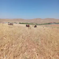 میش و بره