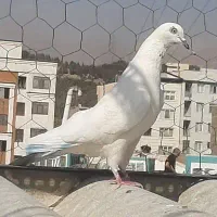 3طوق کبوتر پرشی ماده|پرنده|تهران, استقلال|دیوار