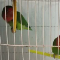 جوجه کوتوله|پرنده|مشهد, شهرک ابوذر|دیوار