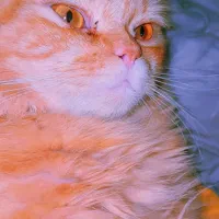 واگذاری گربه ملوس