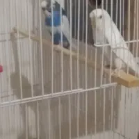 مرغ عشق سالم سرحال