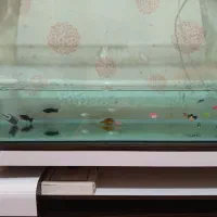 آکواریوم با تمام تجهیزات و قیمت مناسب|ماهی|بندرعباس, |دیوار
