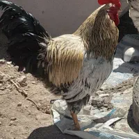 مرغ خوروس جوان محلی
