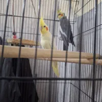 یک جفت عروس هلندی نر و ماده|پرنده|قم, شهرک امام حسین|دیوار