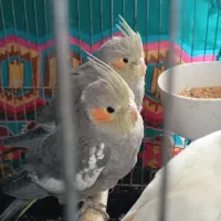 جوجه عروس هلندی