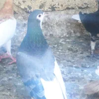 کفتر‌شهری‌.پلاکی|پرنده|شیراز, شهرک مفتح|دیوار