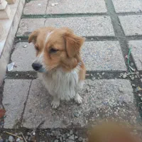 سگ پیداشده گمشده|حیوانات|ورامین, ورامین|دیوار