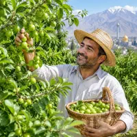 نهال گوجه سبز ، درخت در نهالستان نهالینو مشهد