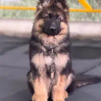 تربیت و مربی سگ|استخدام آموزشی|اصفهان, بهارستان|دیوار