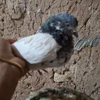 کبوتر|پرنده|کبودرآهنگ, |دیوار