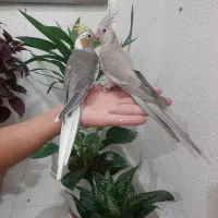 عروس هلندی|پرنده|خوانسار, |دیوار