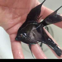 ماهی زینتی|ماهی|سبزوار, پیام|دیوار