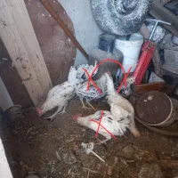 گلین معاوضه عروس هلندی برزیلی فنچ کینگ قناری و..|پرنده|محمدشهر, محمدشهر|دیوار