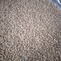 گندم دیم شتر دندان آماده کشت