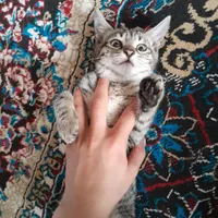 واگذاری گربه|گربه|گالیکش, |دیوار